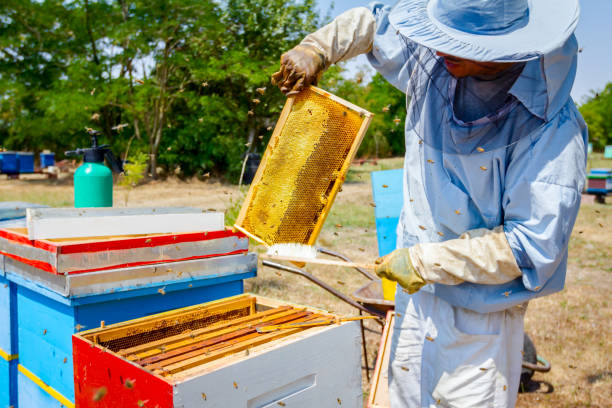 istock Beekeeper is using bristle to get rid of bees 917597216