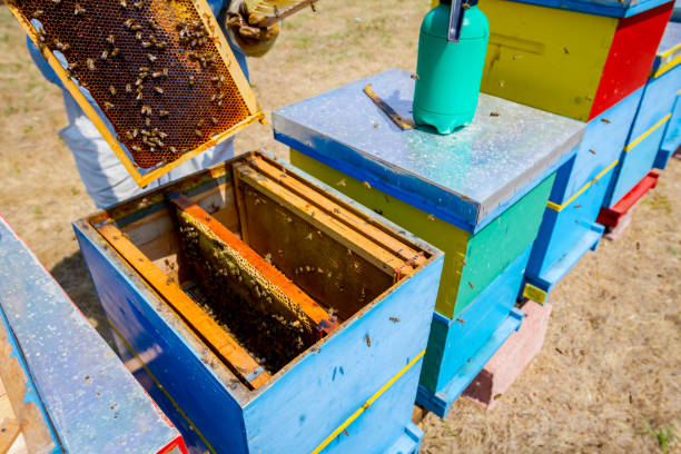 istock Apiarist, beekeeper is harvesting honey, vintage 917597578