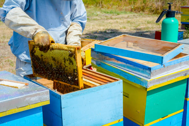 istock Apiarist, beekeeper is harvesting honey, vintage 917599038