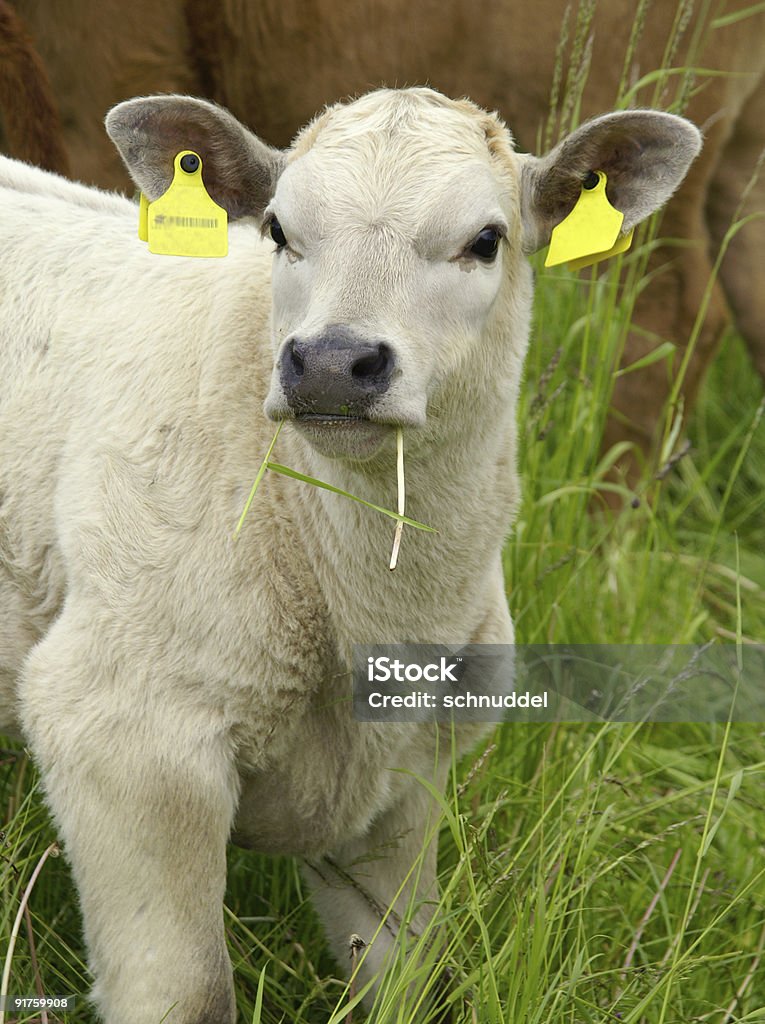 Calvé con filo d'erba in bocca - Foto stock royalty-free di Ambientazione esterna