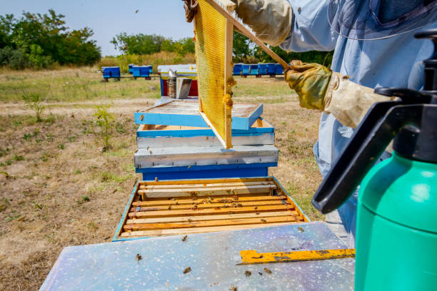 istock Beekeeper is using bristle to get rid of bees 917599126
