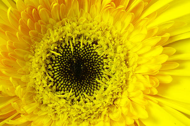 istock Detail of a yellow daisy 91759931