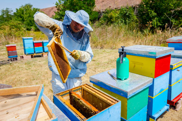 istock Beekeeper is using bristle to get rid of bees 917601606