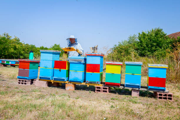 istock Apiarist, beekeeper is harvesting honey, vintage 917601856