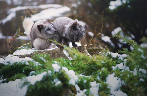 Two Playing Cute Grey Coated Polar Foxes.