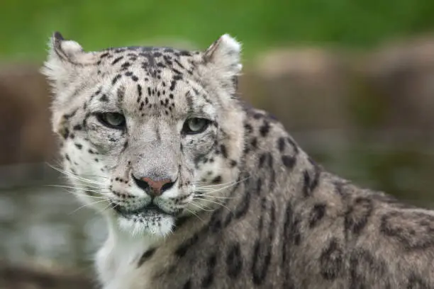 Snow leopard (Panthera uncia). Wildlife animal.