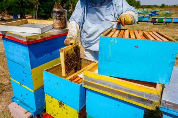 istock Apiarist, beekeeper is harvesting honey, vintage 917602470