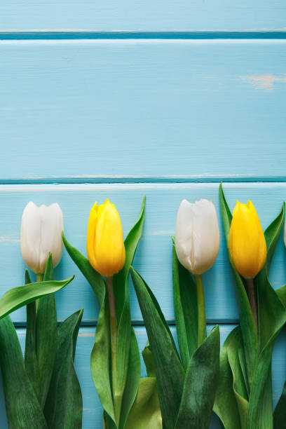 istock Yellow tulips on blue wood background, copy space 917602766