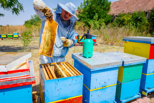 istock Beekeeper is using bristle to get rid of bees 917604536