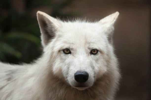 lobo ártico (cão lupus arctos - ellesmere island - fotografias e filmes do acervo