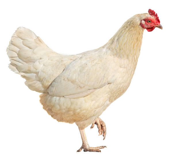 istock Chicken Colorful Rooster Brown hen isolated on white background 917606136