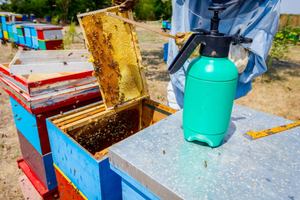 istock Beekeeper is using bristle to get rid of bees 917606874