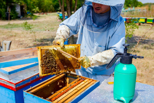 istock Beekeeper is using bristle to get rid of bees 917607308