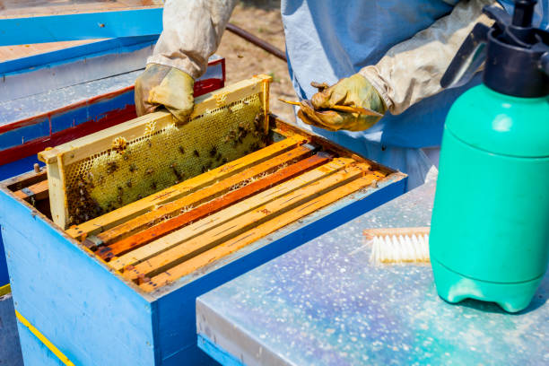 istock Apiarist, beekeeper is harvesting honey, vintage 917610272