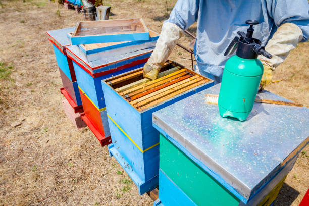 istock Apiarist, beekeeper is harvesting honey, vintage 917610786