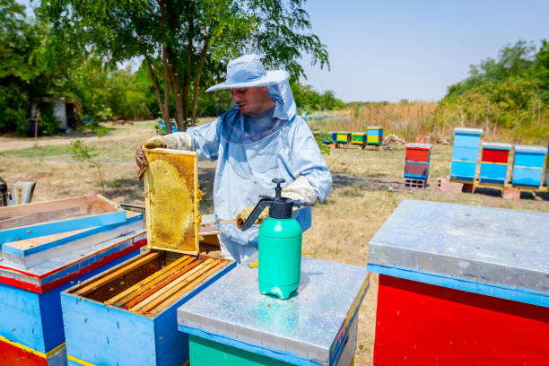 istock Beekeeper is using bristle to get rid of bees 917611040