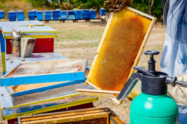 istock Beekeeper is using bristle to get rid of bees 917611526