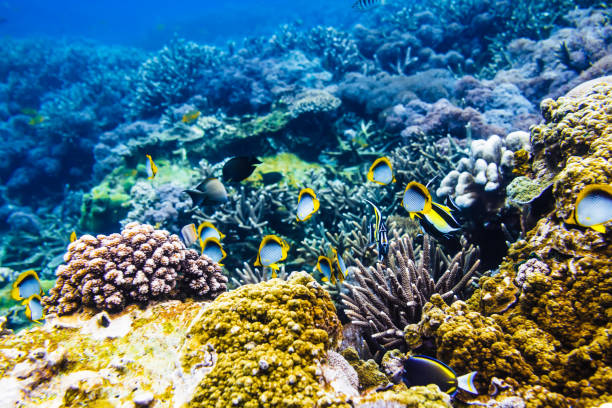 istock Tropical yellow bright fish and corals on reef in Indian ocean. 917614562