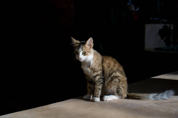 istock A brown domestic cat on a black background 917615294