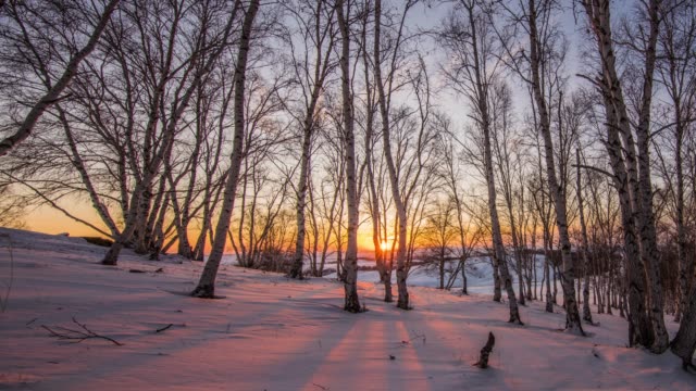 Golden sunlight between trees in birch grove during sunset on winter evening