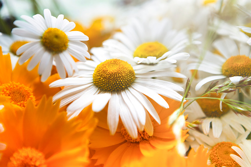 White and yellow daisies in morning closeup. Flower and floral design background, spring or summer meadow wallpaper