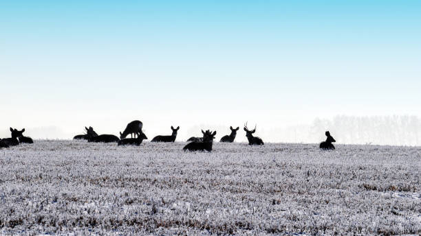 Silhouettes of a deer family resting in the frosted grass Animal family with male and female deer resting in the frozen grass of the meadow on a cold day in winter, Alberta,Canada. roe deer frost stock pictures, royalty-free photos & images