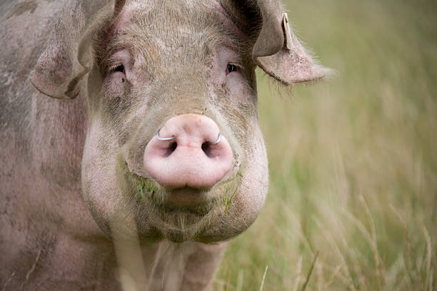 istock Close-up of pig in meadow 91761910