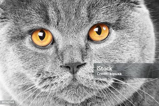 British Cat Portrait Stock Photo - Download Image Now - Animal, Animal Whisker, Animals Hunting