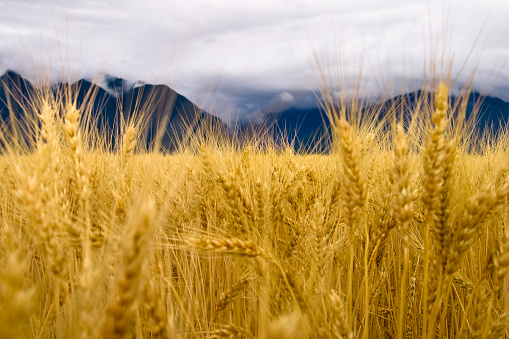 Ripe yellow wheat heads in Canadian prairies with a sky on the background