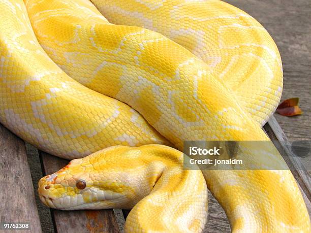 Albino Pitone - Fotografie stock e altre immagini di Albino - Albino, Animale in cattività, Boa - Serpente