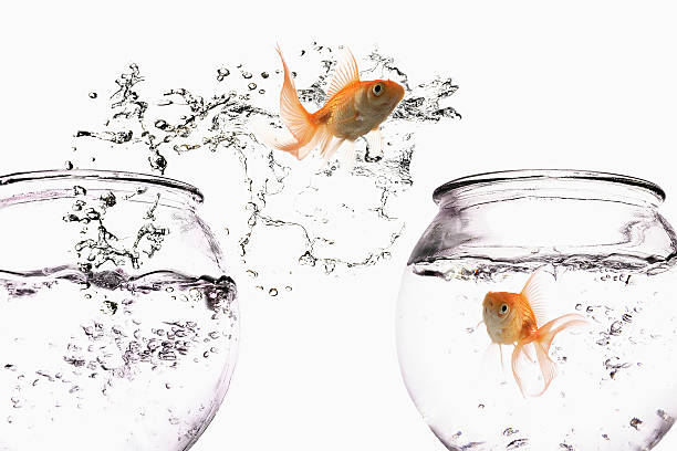 istock Goldfish Jumping Out of Bowl 91762310