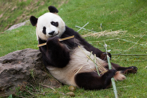 Giant panda (Ailuropoda melanoleuca). Wildlife animal.