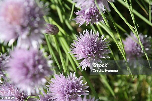 Photo libre de droit de Blooming Ciboulette banque d'images et plus d'images libres de droit de Ail - Liliacées - Ail - Liliacées, Ail - Légume à bulbe, Aromathérapie