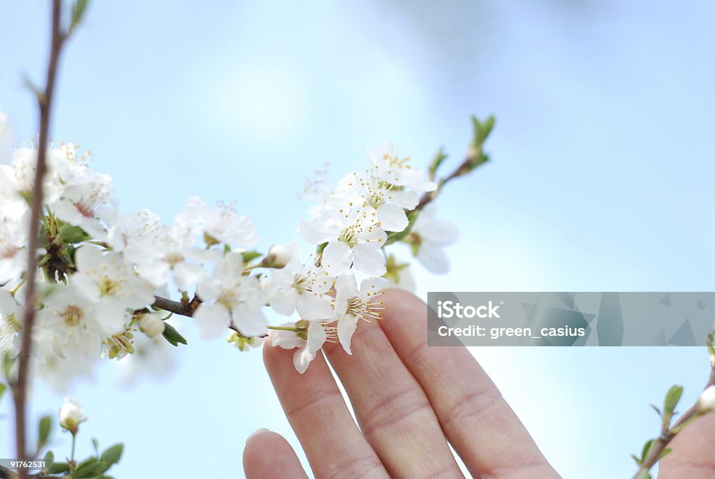 white magnolia - Lizenzfrei April Stock-Foto