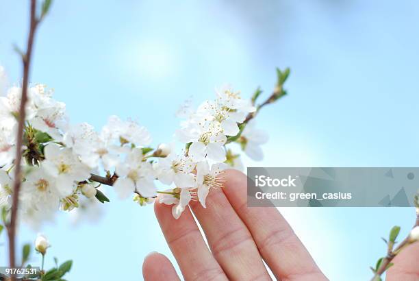 White Magnolia Stockfoto und mehr Bilder von April - April, Baum, Baumblüte