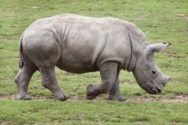 istock Southern white rhinoceros (Ceratotherium simum). 917625402