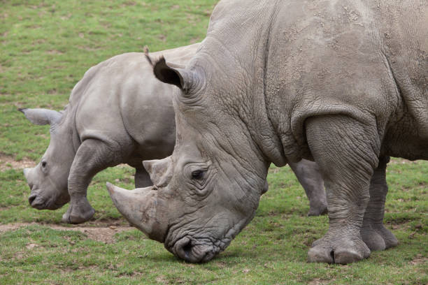 istock Southern white rhinoceros (Ceratotherium simum). 917625606