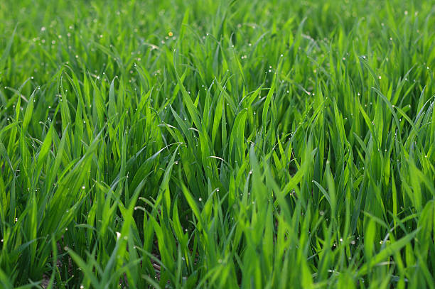 Rosée sur l'herbe verte - Photo