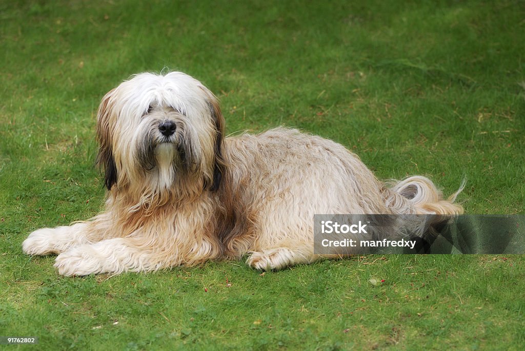 Tibetan terrier - Zbiór zdjęć royalty-free (Bez ludzi)