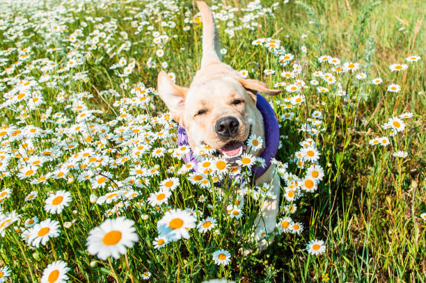 chien labrador en cours d’exécution dans les marguerites - spring flower daisy field photos et images de collection