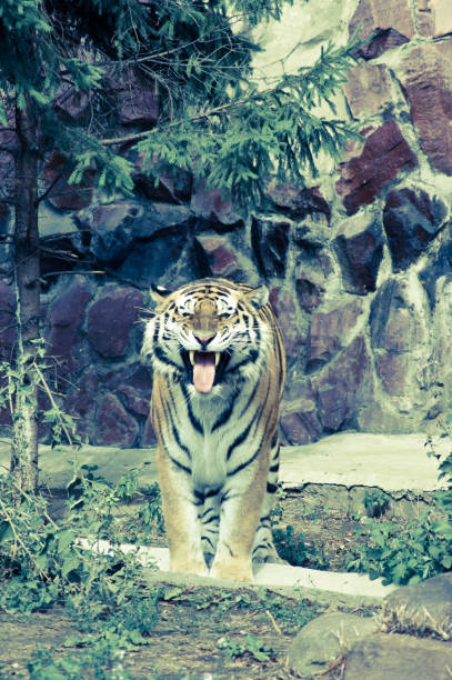 istock tiger laughing at the zoo 917629302