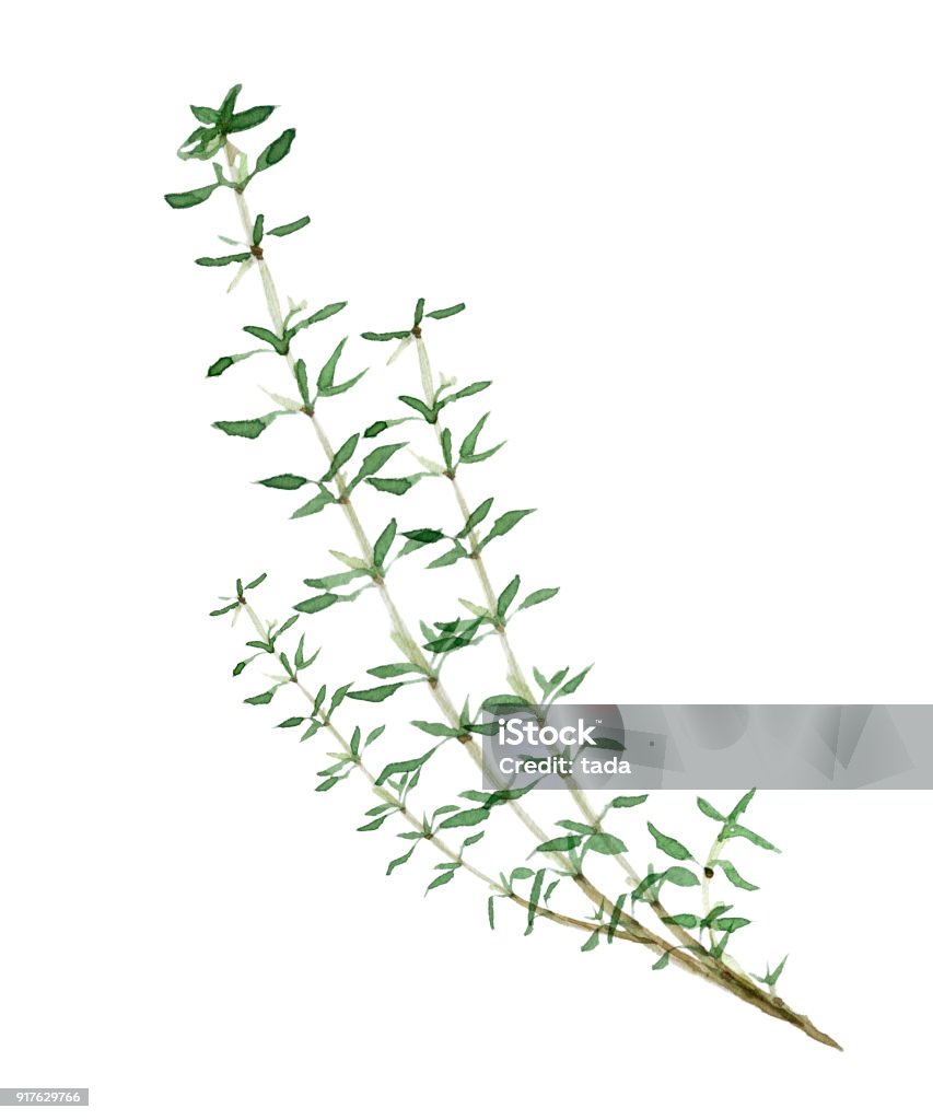 herb Thyme stock illustration