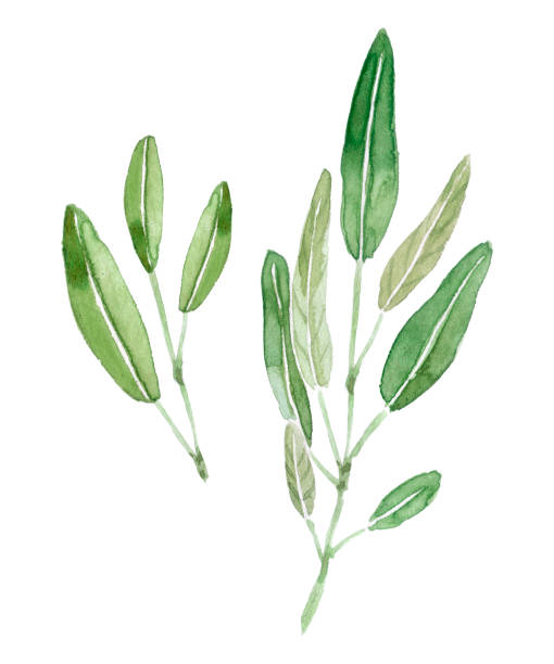 zioło - herbal medicine herb sage spice stock illustrations