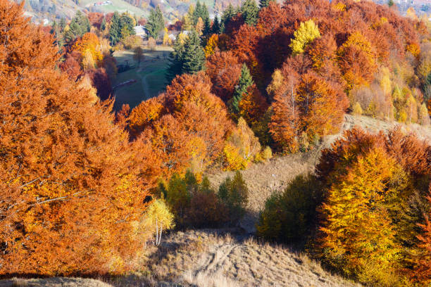 istock Autumn Carpathian mountain, Ukraine 917630044
