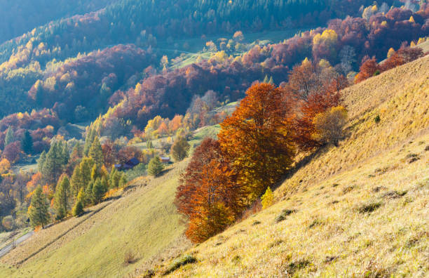 istock Dirty secondary road in autumn Carpathian mountain, Ukraine 917630636
