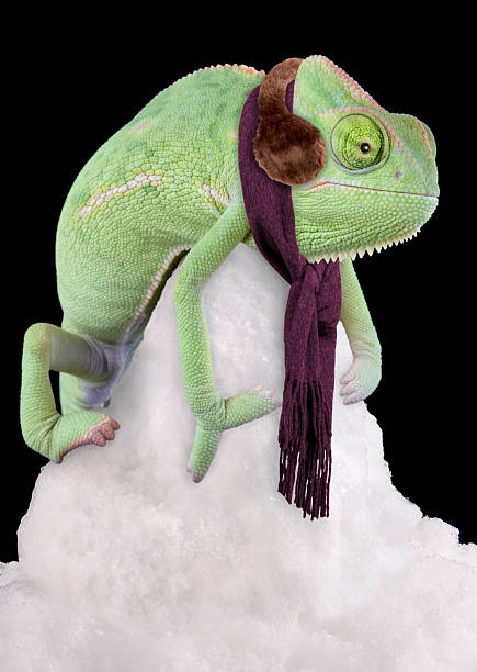 Madagascar day gecko on white background. Green and red colorfull reptile. Green color concept