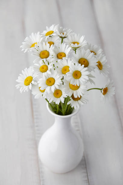 istock Chamomiles or daisies in white vase 917633322