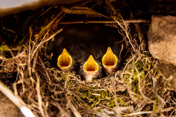 three little beaks screaming in the nest - cheeper imagens e fotografias de stock