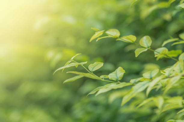 istock Green Leaves in summer day, Soft Focus 917634292