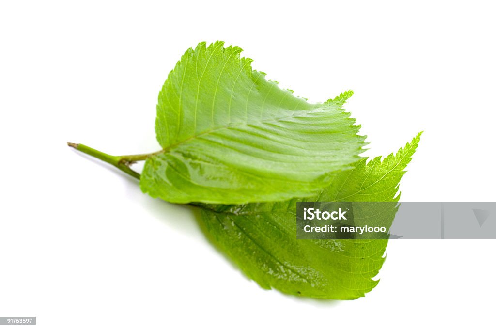 hojas verdes - Foto de stock de Belleza libre de derechos